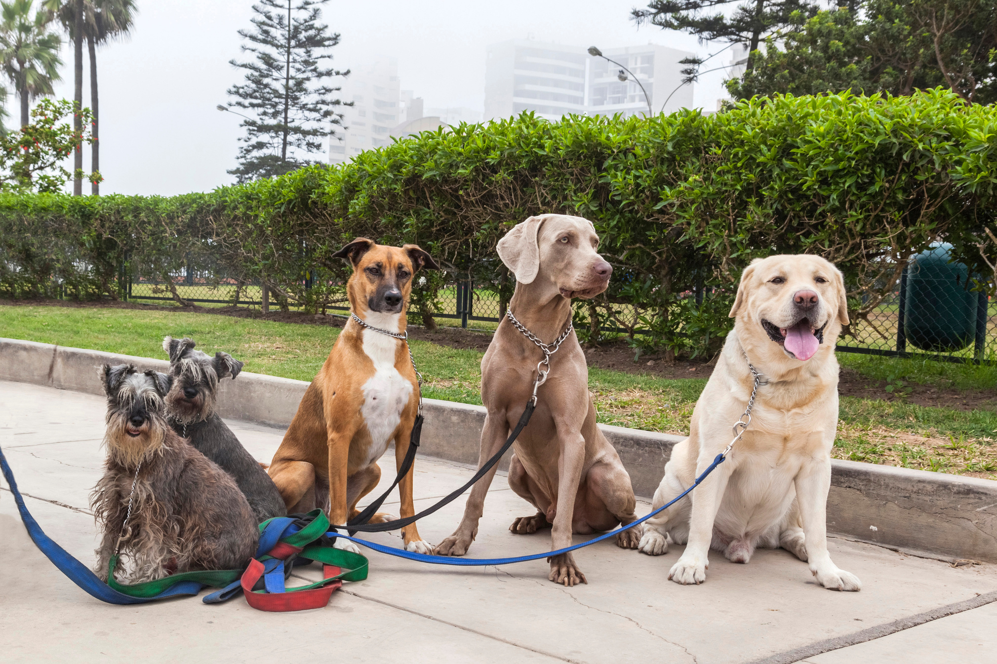 Dogs of different breeds for a walk. Dog walker